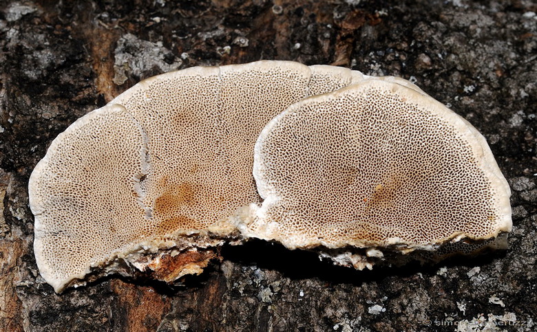 Aphyllophorales nella Tenuta di San Rossore